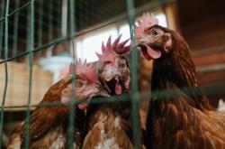 英雄联盟总决赛门票-神迹与宿命，2026世界杯之夜，恩比德关键节点连续得分铸就非洲历史