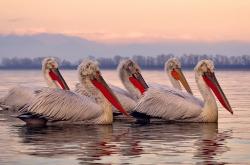 LOL决赛-欧冠半决赛之夜，阿坎吉—棋盘上最稳的那颗棋，无声处听惊雷