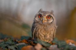 英雄联盟总决赛-数据巫师与战术铁锤，当拉梅洛用传球谱写胜利，骑士用纪律粉碎梦想