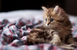 英雄联盟总决赛赛程-跨国奇缘，本泽马临时披挂助阵，秘鲁友谊赛狂胜伊拉克引热议