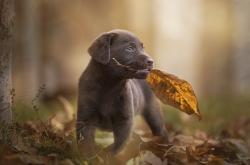 英雄联盟总决赛赛程-实力审判时刻，戈贝尔破壁之战与猛龙绝境救赎