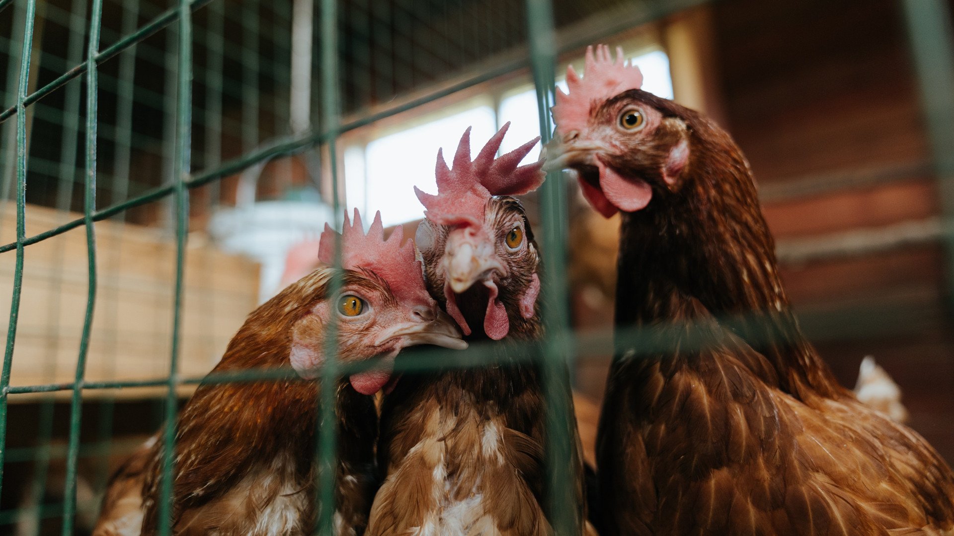 神迹与宿命，2026世界杯之夜，恩比德关键节点连续得分铸就非洲历史