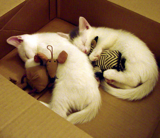 精密机器与赛道王牌,当凯尔特人以团队制霸,杜兰特在街道上单人接管