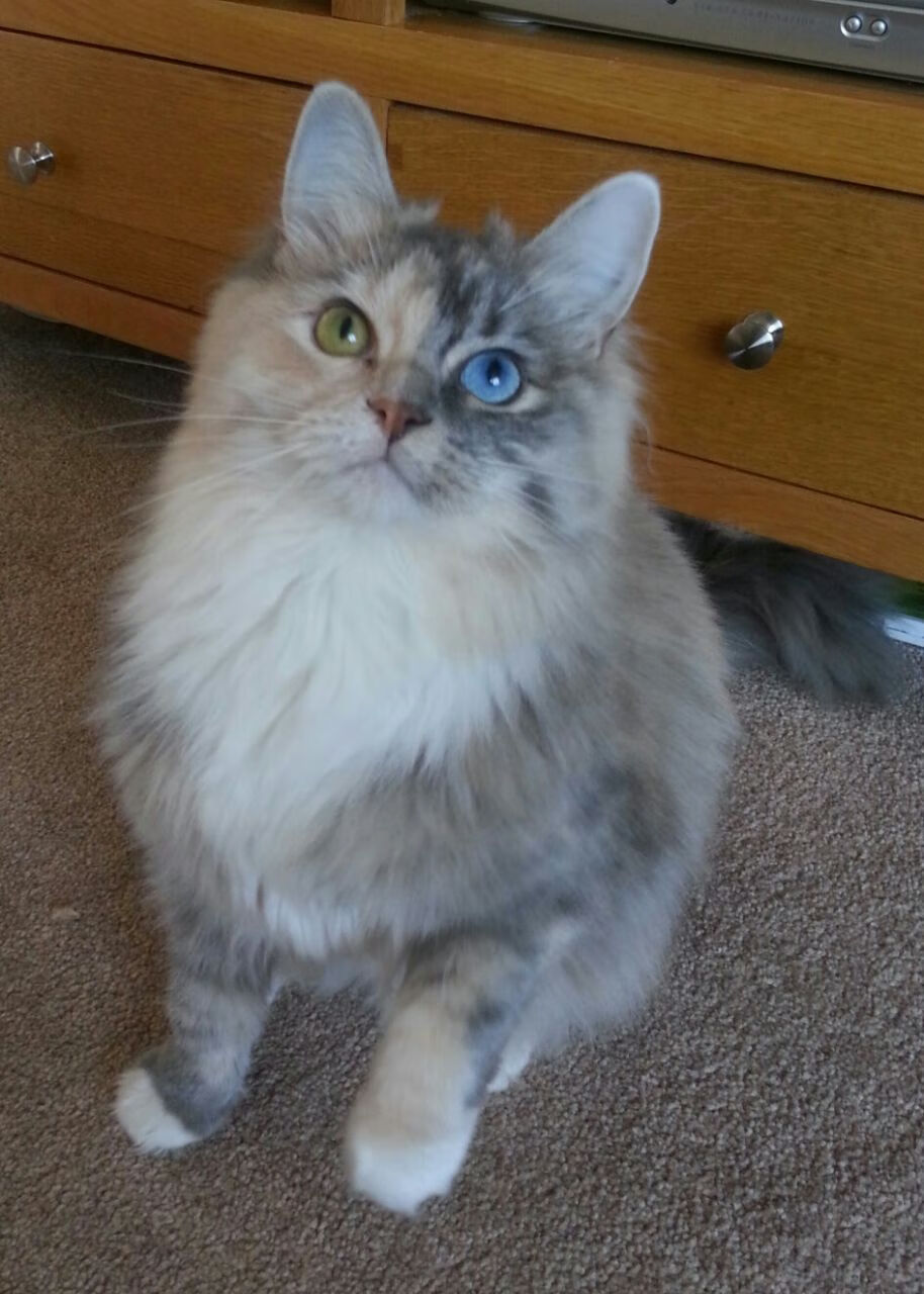 月下魅影，西甲国家德比之夜，孤狐福克斯如何撕裂百年宿命