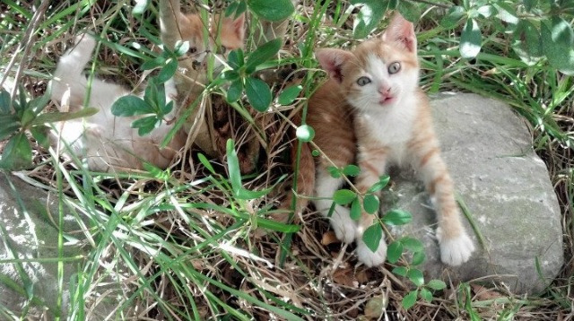 法比尼奥引爆边路核聚变，巴拉圭生死战破局的不对称密钥