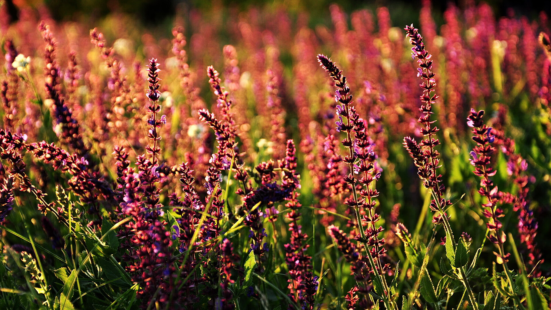 冰火对决，马丁内利冰面爆发，切尔西加时鏖战力克加拿大豪门