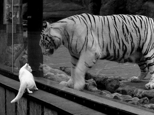那一夜,佩德里的手术刀剖开了喀麦隆的防线,更剖开了未来之路