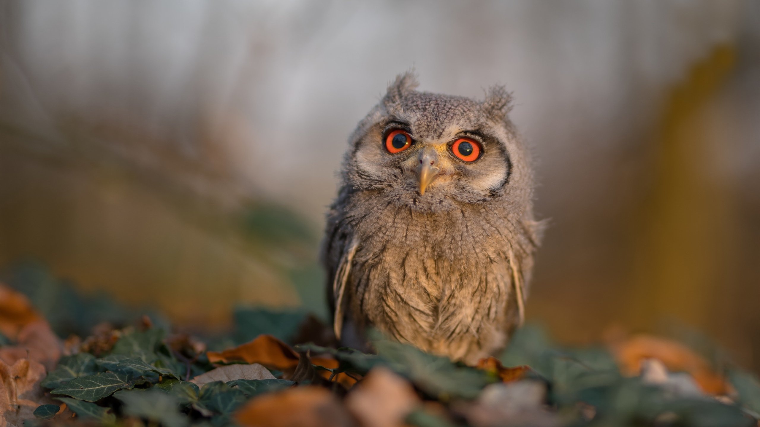 数据巫师与战术铁锤，当拉梅洛用传球谱写胜利，骑士用纪律粉碎梦想