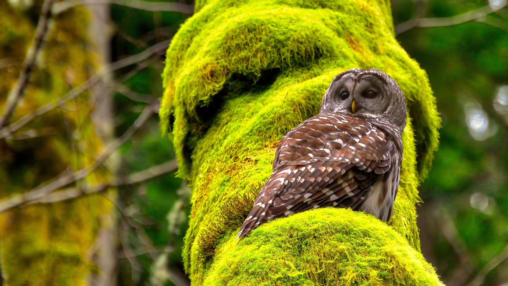 当历史从禁区飞向三分线，巴尔韦德的纪录与篮球的百年迁徙