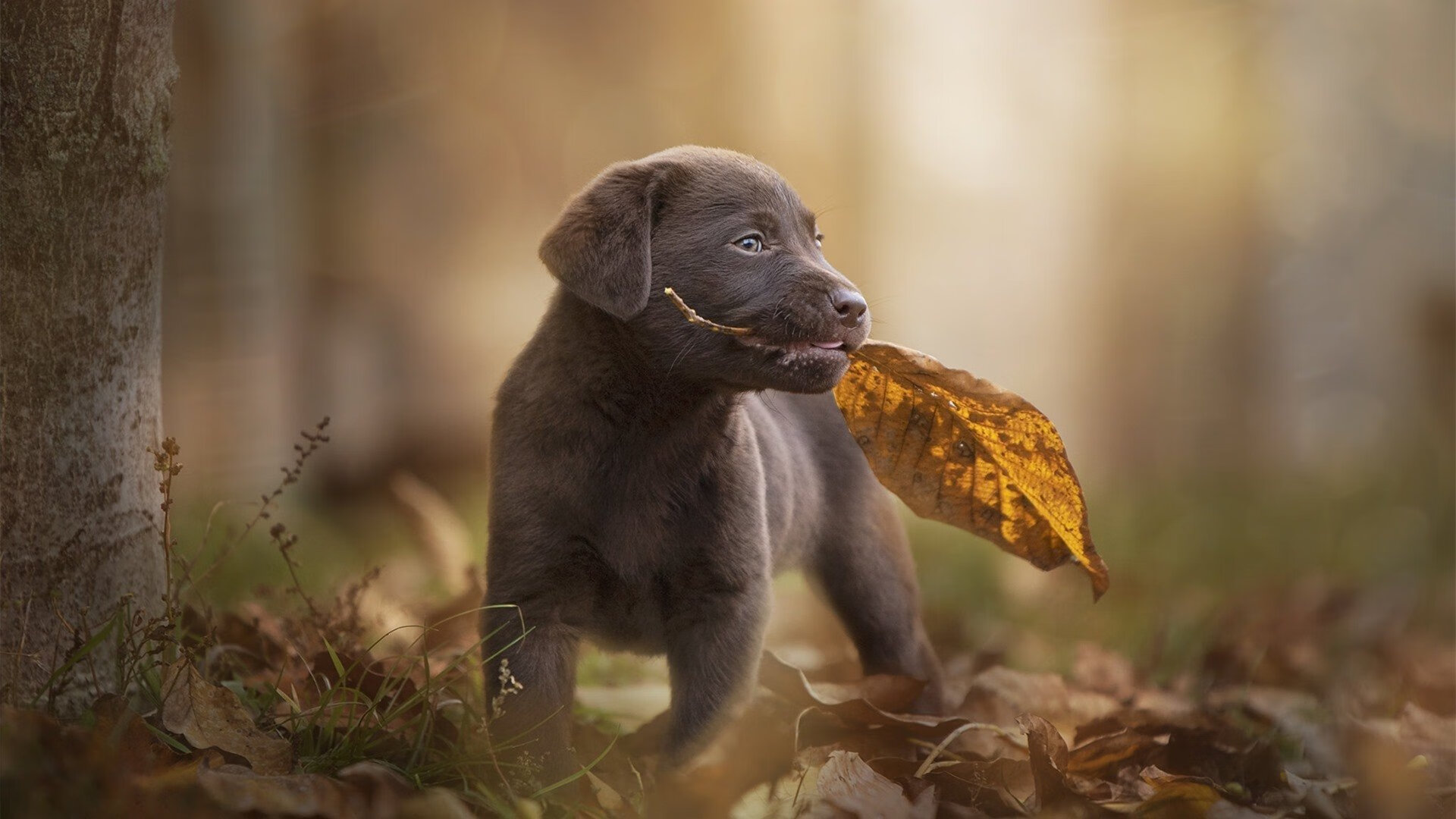 实力审判时刻，戈贝尔破壁之战与猛龙绝境救赎