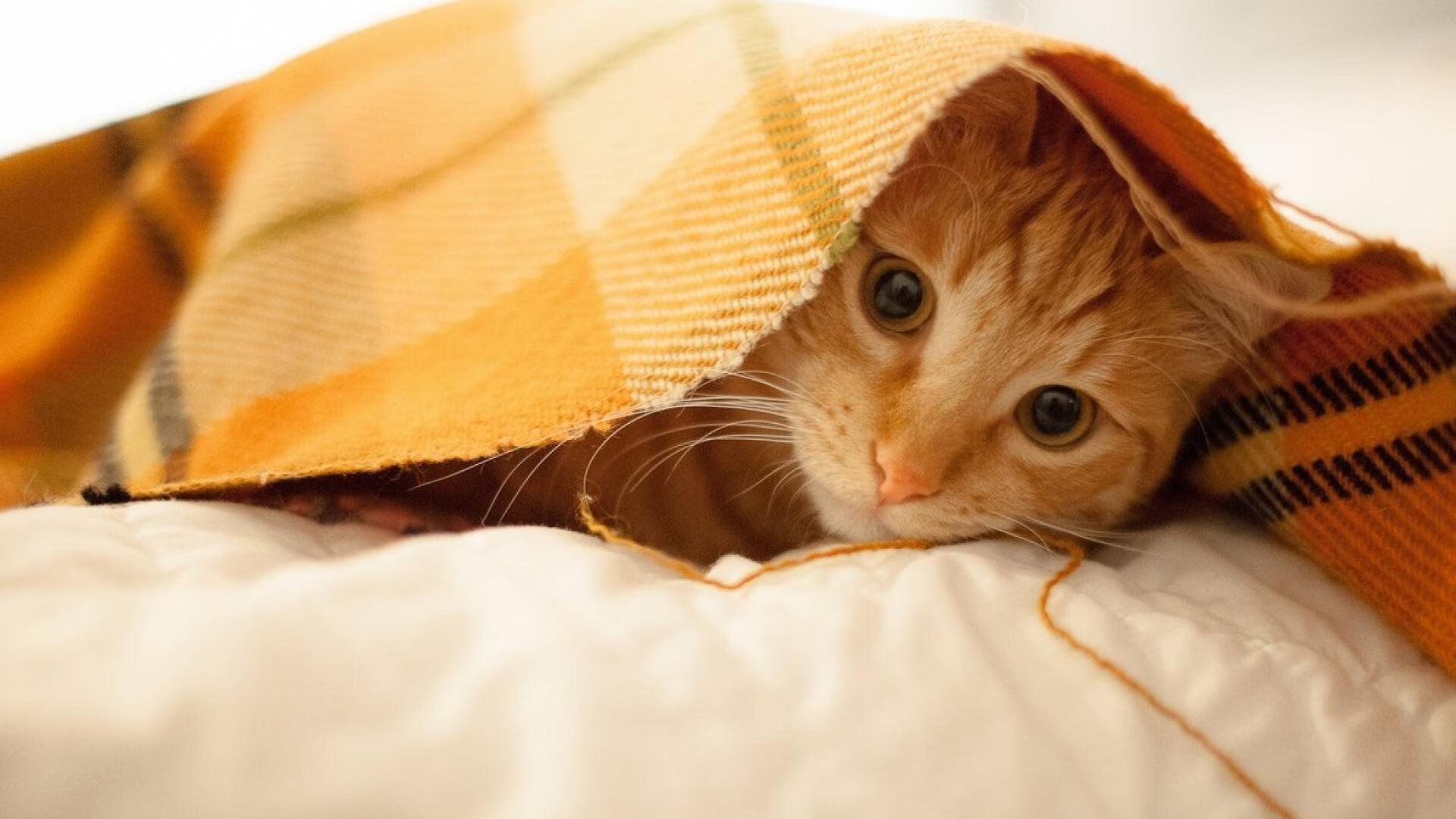 跨界唯一性，德国足球的强势胜利与加维的篮球奇迹