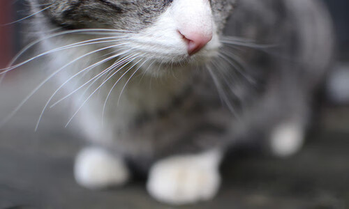 跨界之夜，哈登如何让F1新赛季揭幕战成为唯一性焦点