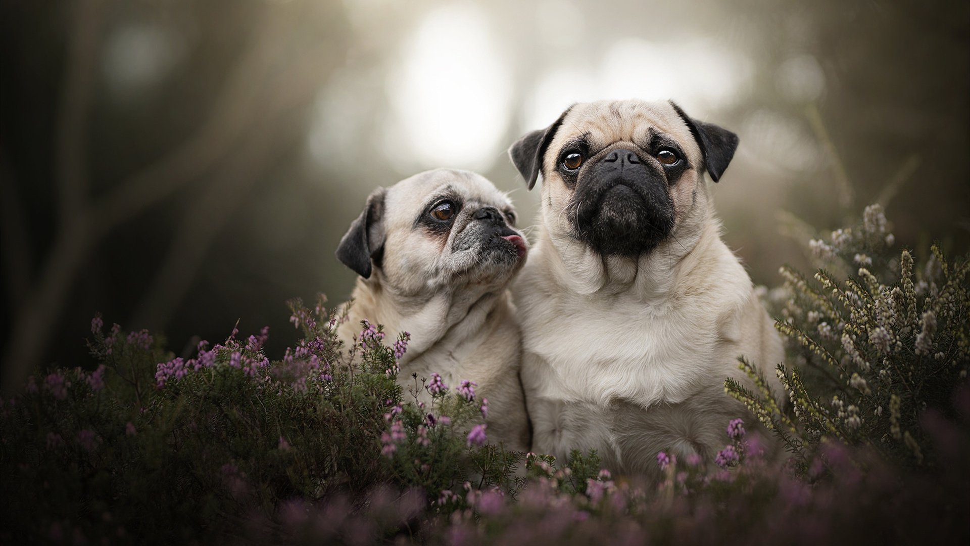 新温布利的长夜与黎明,一场逆转如何改写欧洲足球的权力天平