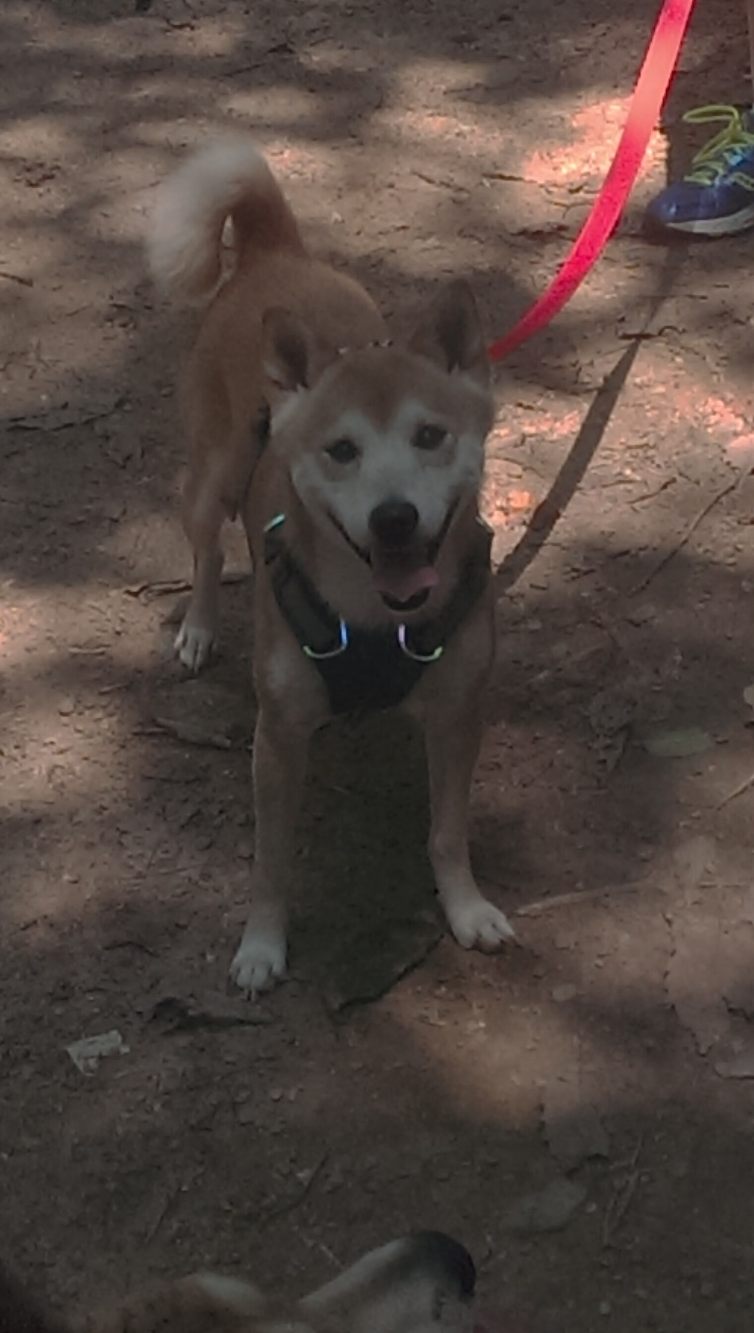 丈量未来，文班亚马50分东决之夜，一场划时代的压制级表演