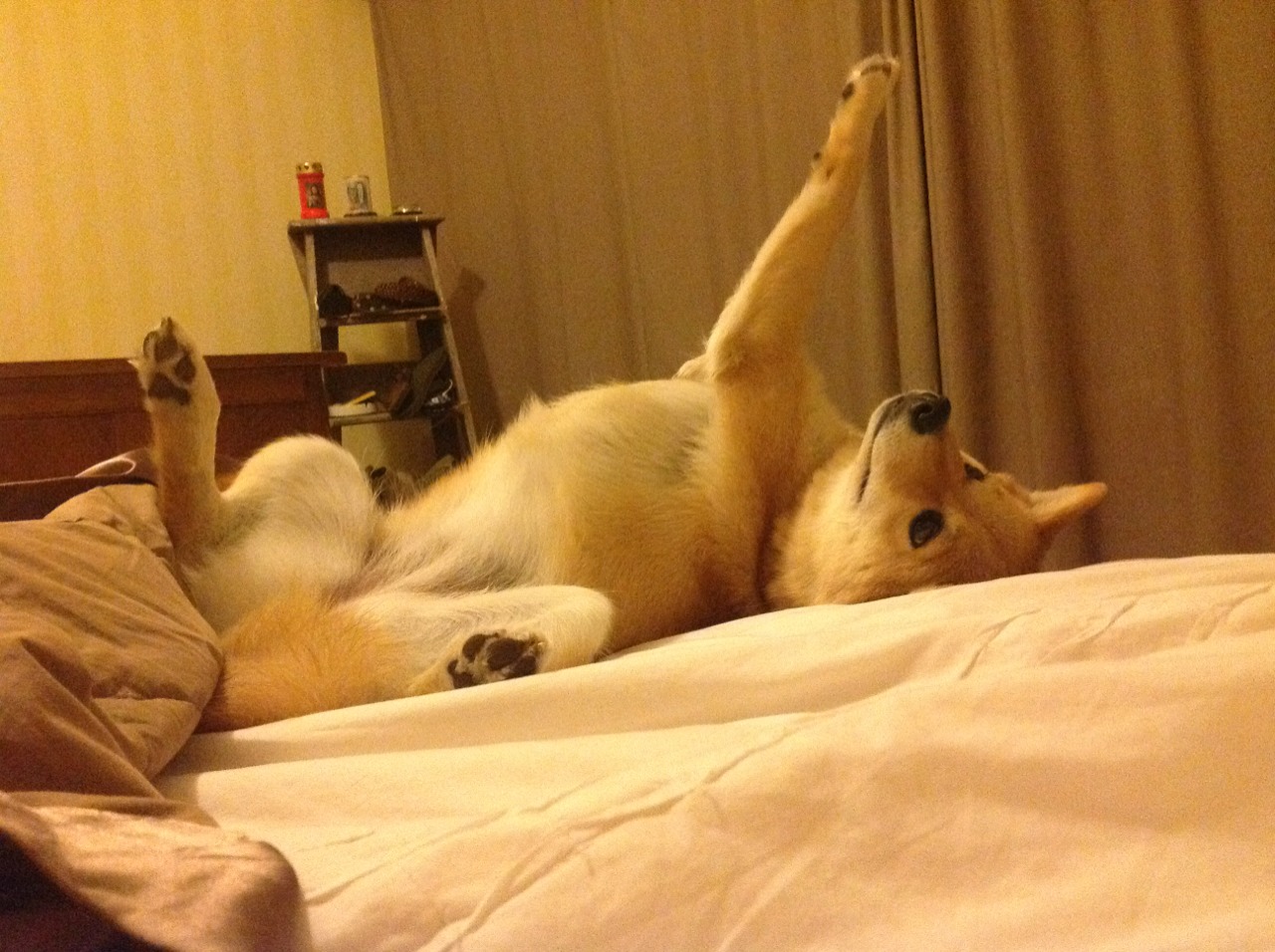 恒星战场与超新星纪元,太阳制霸开拓者,小贾伦全程高能输出