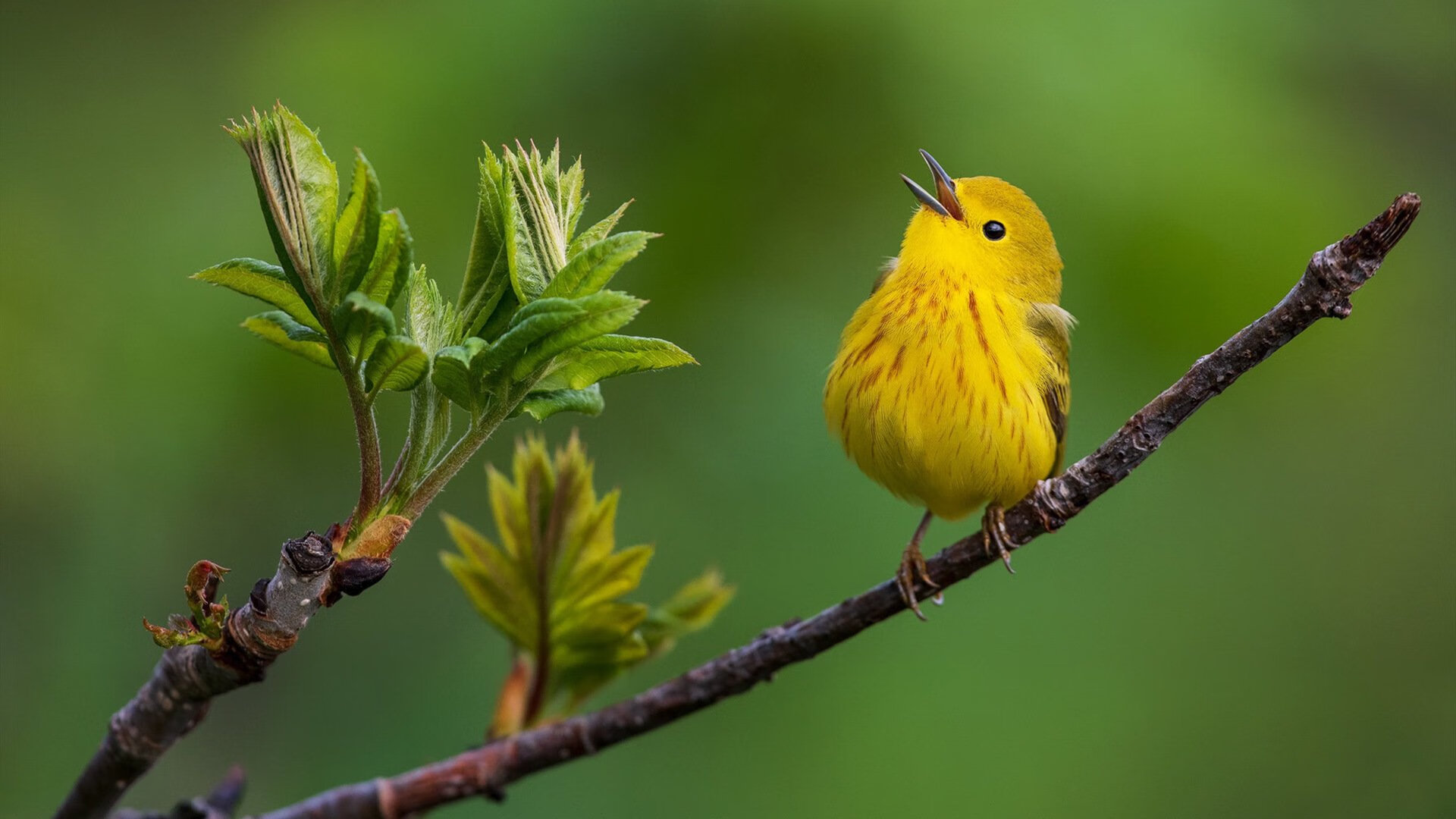 智利收割太极虎，范戴克一锤定音，跨界巨星改写比赛剧本