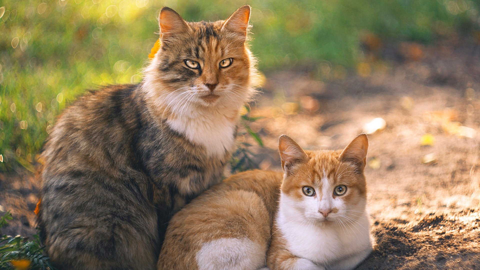 孤星觉醒,恩比德于太阳血拼老鹰之夜登基关键先生