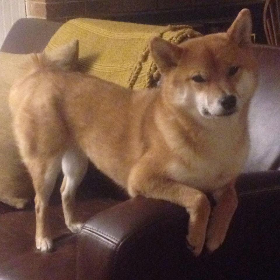 沙漠神罚，哈兰德于禁地斩杀风车巨人