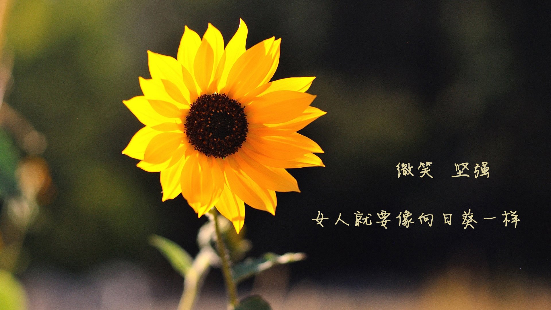 巨人觉醒,当戈贝尔在欧冠竖起高墙,灰熊在西部投下阴影